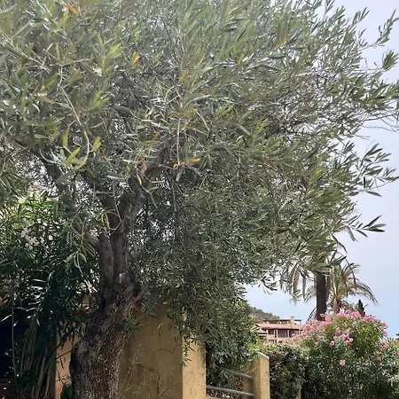 Sardinia فيلة